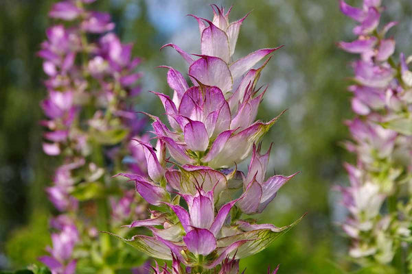Clary Sage