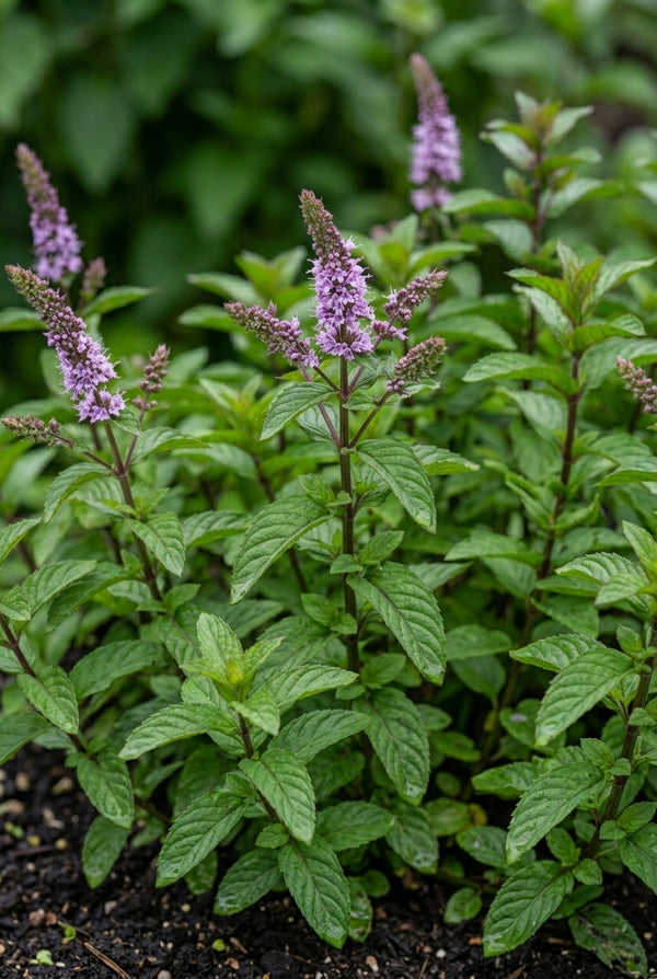 Peppermint