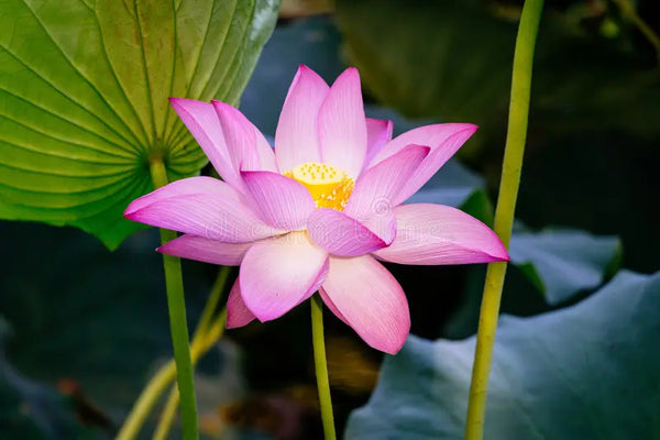 Pink Lotus