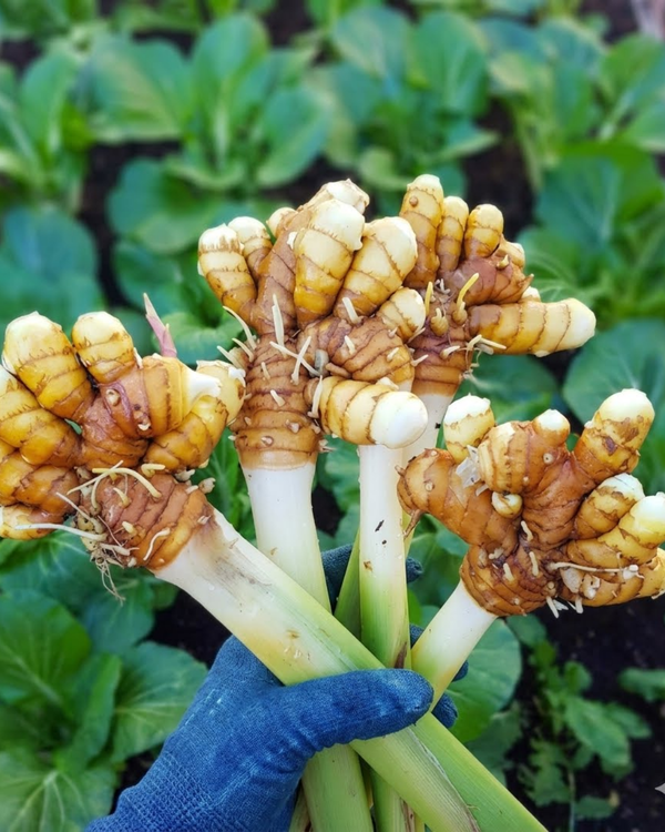 Turmeric
