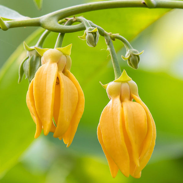 Ylang Ylang